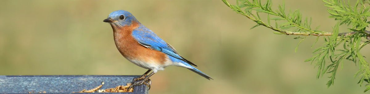 Eastern Bluebird with blue wings and orange breast perched on feeding tray with mealworms, next to a slender green branch with leaves.