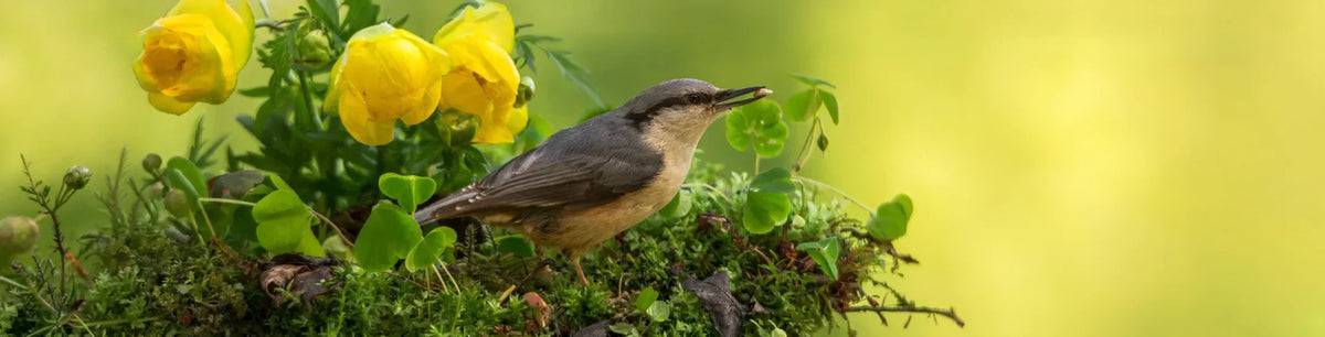 A nuthatch bird perches on a mossy stump, holding a seed, surrounded by clover and yellow flowers in a blurred forest backdrop.