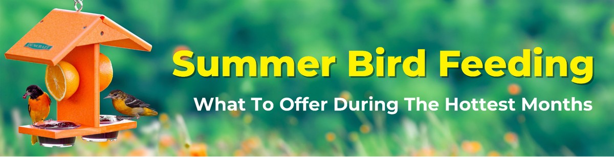 Banner promoting summer bird feeding with an orange feeder, songbirds, and text: Summer Bird Feeding - What To Offer During The Hottest Months.”