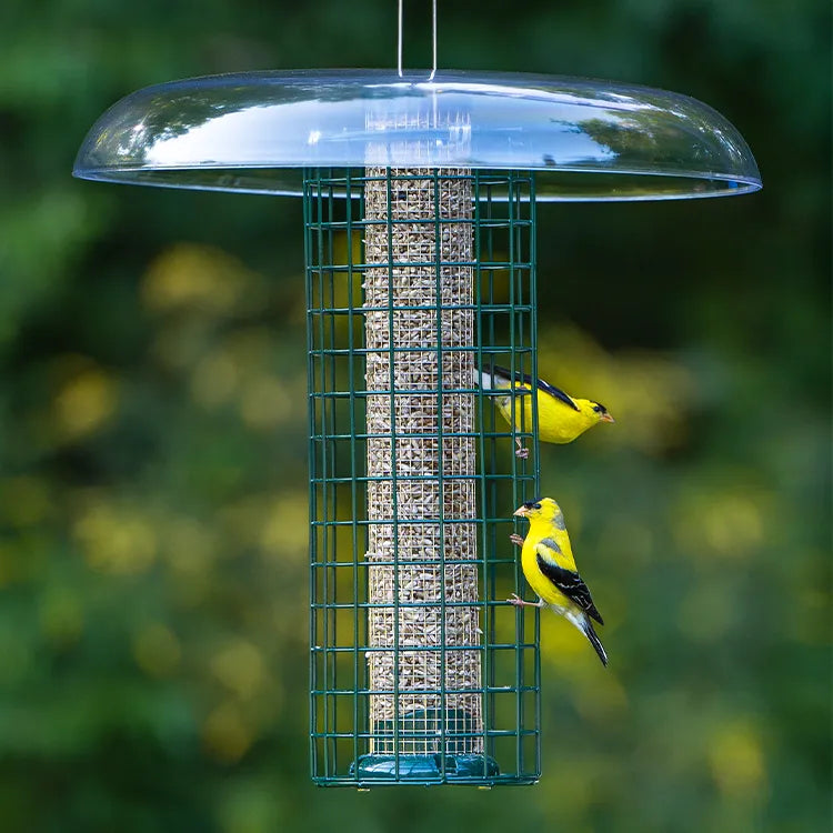 Bird feeder with two yellow birds perched on it against a blurred green background