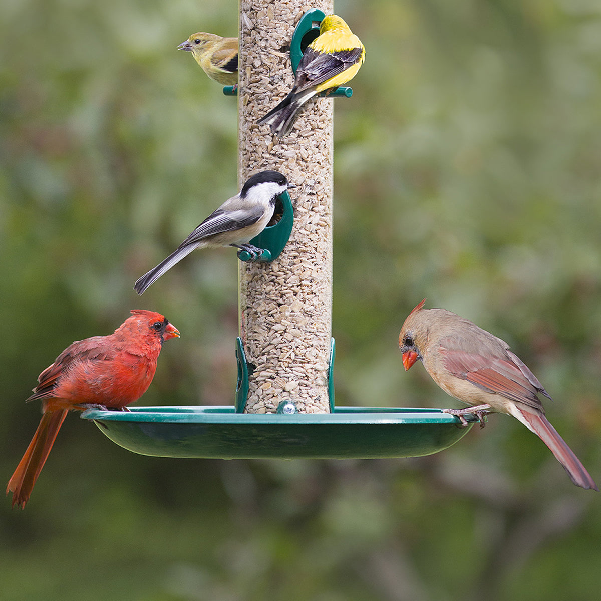 Duncraft Super Seed Tray with five songbirds perched, including cardinals and goldfinches, showcasing its ample feeding space and seed-saving design.