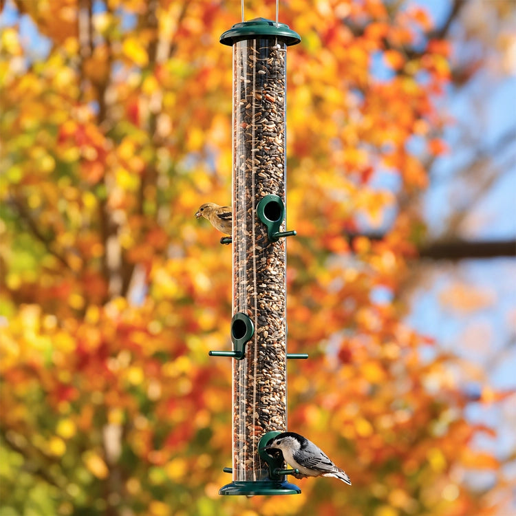 Goldfinch and white-breasted nuthatch feeding at a green tube bird feeder surrounded by golden autumn foliage.