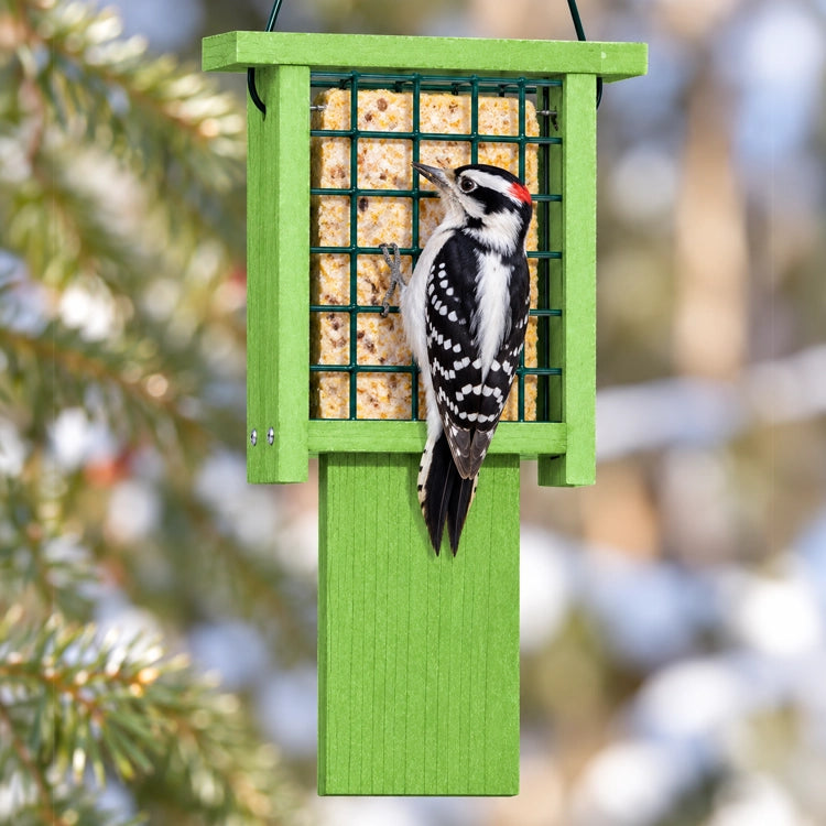 Downy Woodpecker feeding on a suet cake in a green hanging suet feeder with metal mesh and extended tail prop against a softly blurred backyard background.
