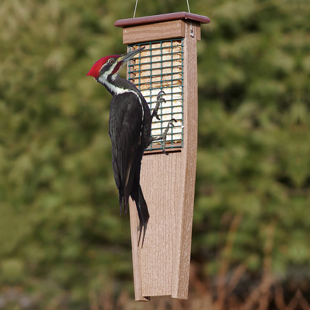 Pileated woodpecker clings to Duncraft Eco-Strong Tail Prop Suet Feeder, showcasing the feeder's black wire mesh and extended tail prop for stability.