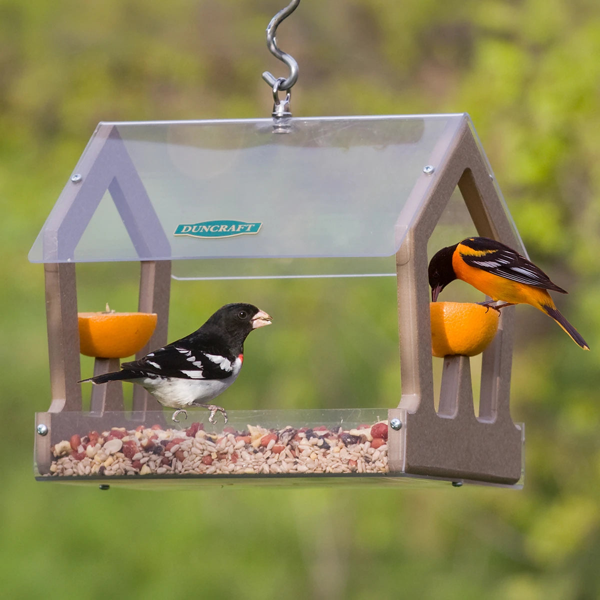 Duncraft Eco-Strong Fruit & Seed Feeder with mixed seed and oranges, attracting a Rose-breasted Grosbeak and Baltimore Oriole.