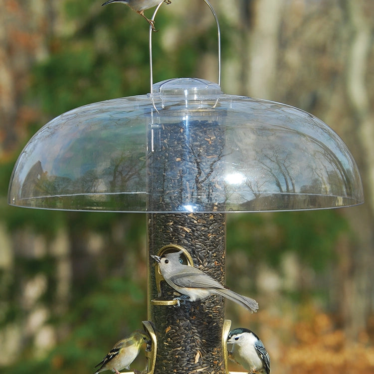 Bird feeder with clear dome cover and birds perched on it against a natural background