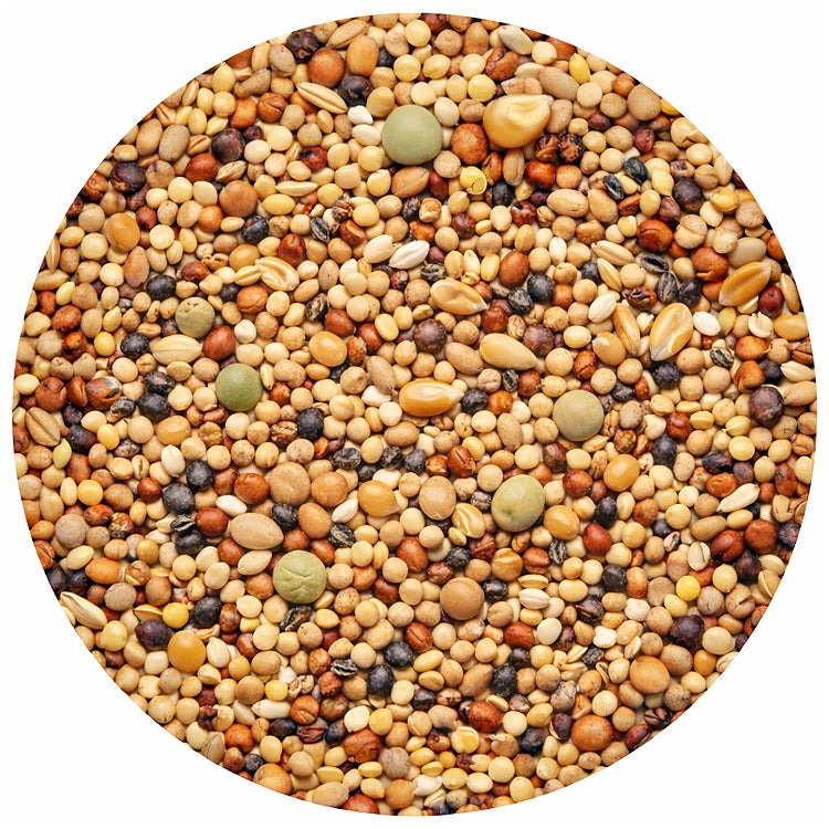 A circle of bird seed with white proso millet, milo, wheat, green field peas, red millet, canary seed, oats, safflower seed and popcorn on a white background.