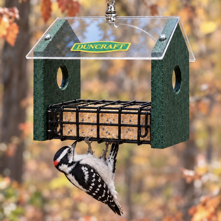 Duncraft Sheltered Stained Suet Feeder, featuring a green recycled plastic build with a clear acrylic top, hanging loop, and a suet cake holder, used by a bird.