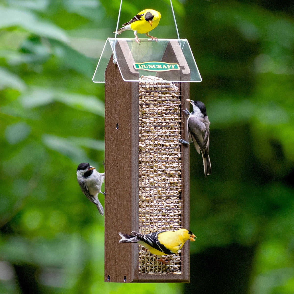 Duncraft Classic Sunflower Feeder with wire mesh design, birds feeding on it. Weather-resistant, holds 2-1/4 lbs. seed, easy to clean, copper penny roof.
