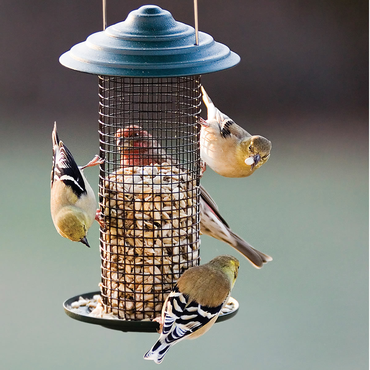Mini Magnum Sunflower Feeder with birds perched, feeding on black oil sunflower seeds. Steel mesh design and seed tray visible.