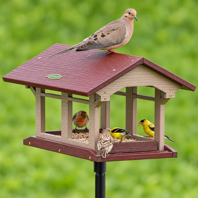 Mourning dove perched atop a Duncraft covered platform feeder with goldfinches and house finches feeding below.