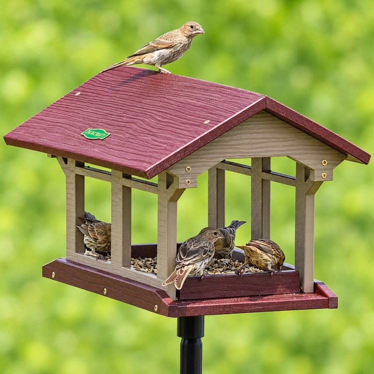 House finch perched on the burgundy roof of a Duncraft platform feeder while other finches feed below.