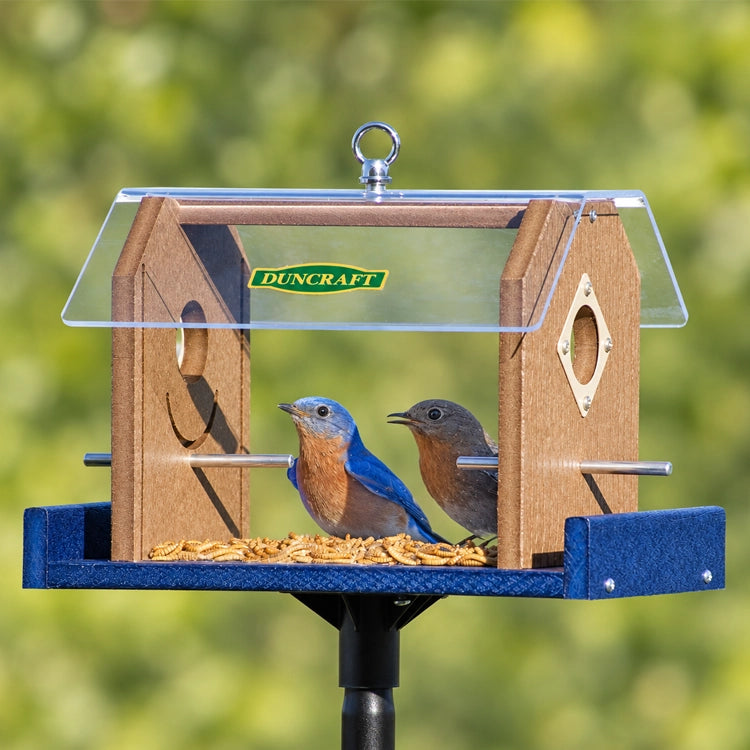 Two Eastern bluebirds inside a Duncraft feeder, standing beside dried mealworms beneath a clear roof.