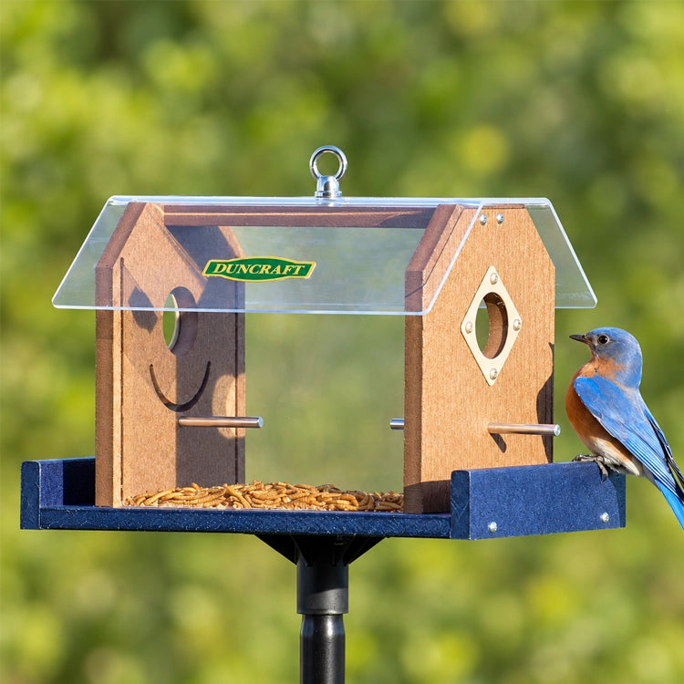 Duncraft Protected Bluebird Haven Feeder with Pole, featuring clear sides, predator guards, and a 72-inch sectional pole. Bluebird perched on feeder, keeping starlings out.