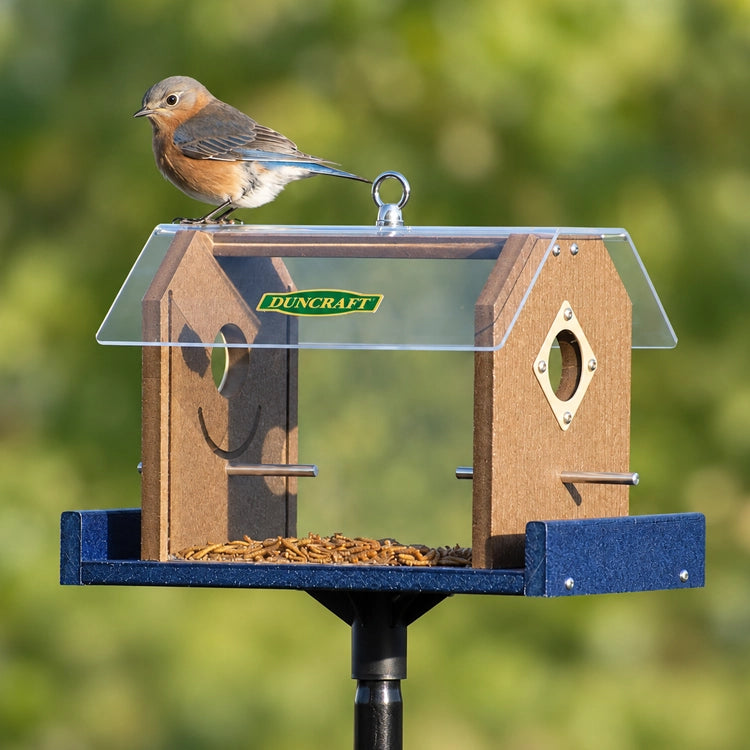 Eastern bluebird perched on the clear roof of a Duncraft feeder with brown side panels and a blue tray filled with dried mealworms.