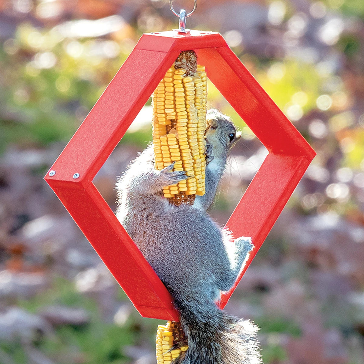 Duncraft Spinning Squirrel Feeder with a gray squirrel gnawing on corn, mounted on a red hexagonal frame, designed to distract squirrels from bird feeders.