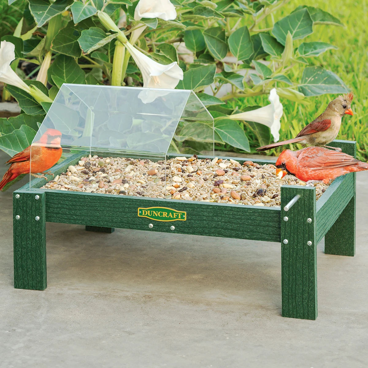 Duncraft Open Air Covered Ground Platform Feeder with clear canopy, green composite lumber, and mixed seeds. Three Northern Cardinals perched, showcasing easy access and weather protection.