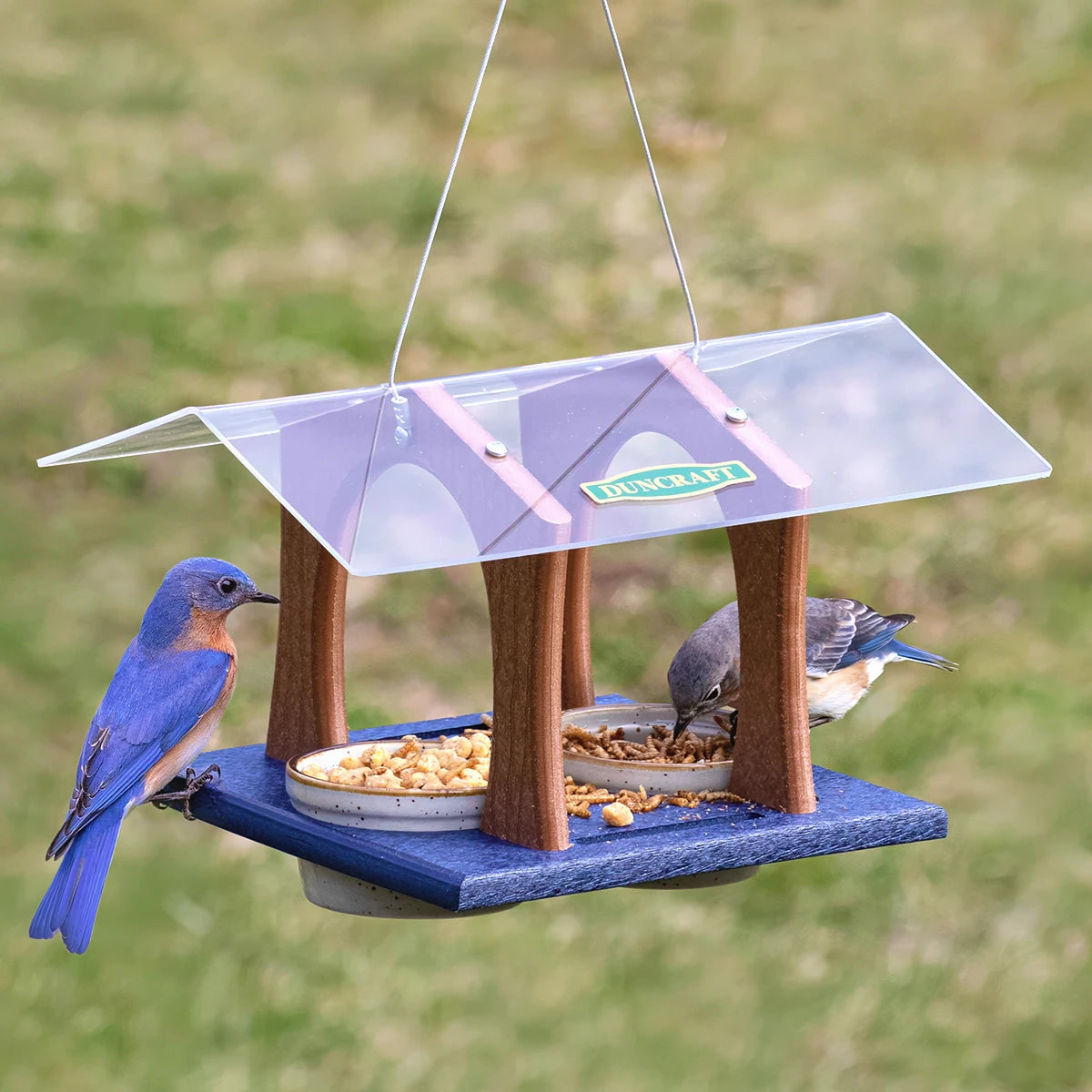Duncraft Twin Arches Bluebird Feeder with two Eastern Bluebirds feeding from dishes filled with nuts and mealworms, suspended by cables against a blurred lawn background.