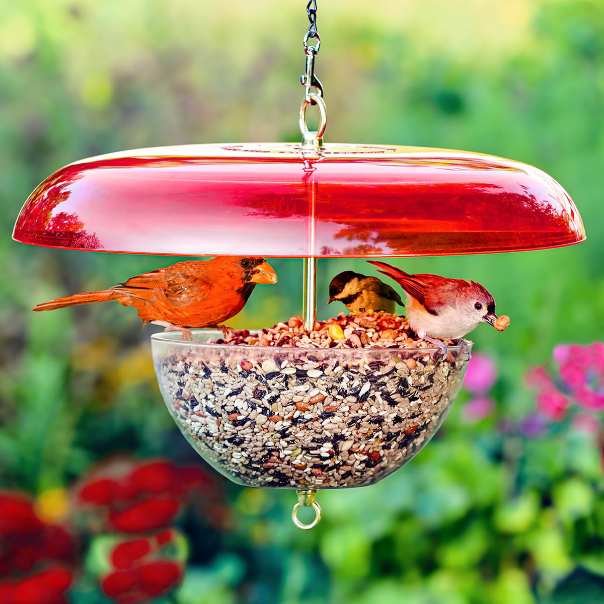 Duncraft Cardinal Bird Feeder with Red Baffle features three songbirds perched, showcasing its spacious design and clear seed bowl. Made in the USA.