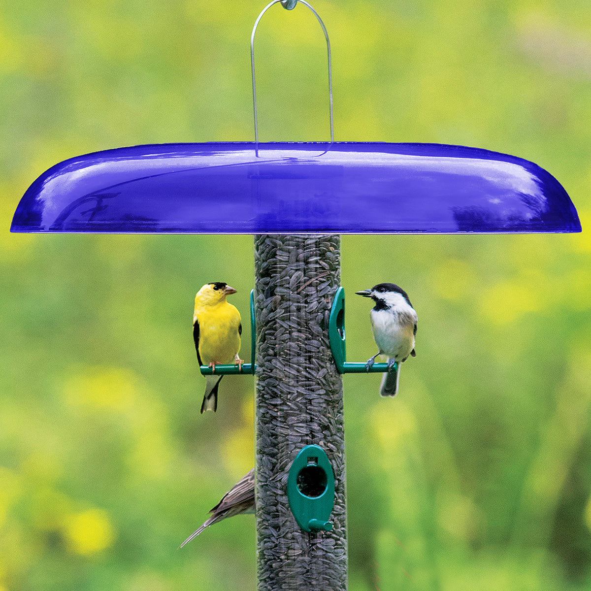 Duncraft Blue Slot Baffle atop a clear tube feeder with goldfinch and chickadee perched, keeping seeds dry beneath its broad, cobalt-blue rain guard.