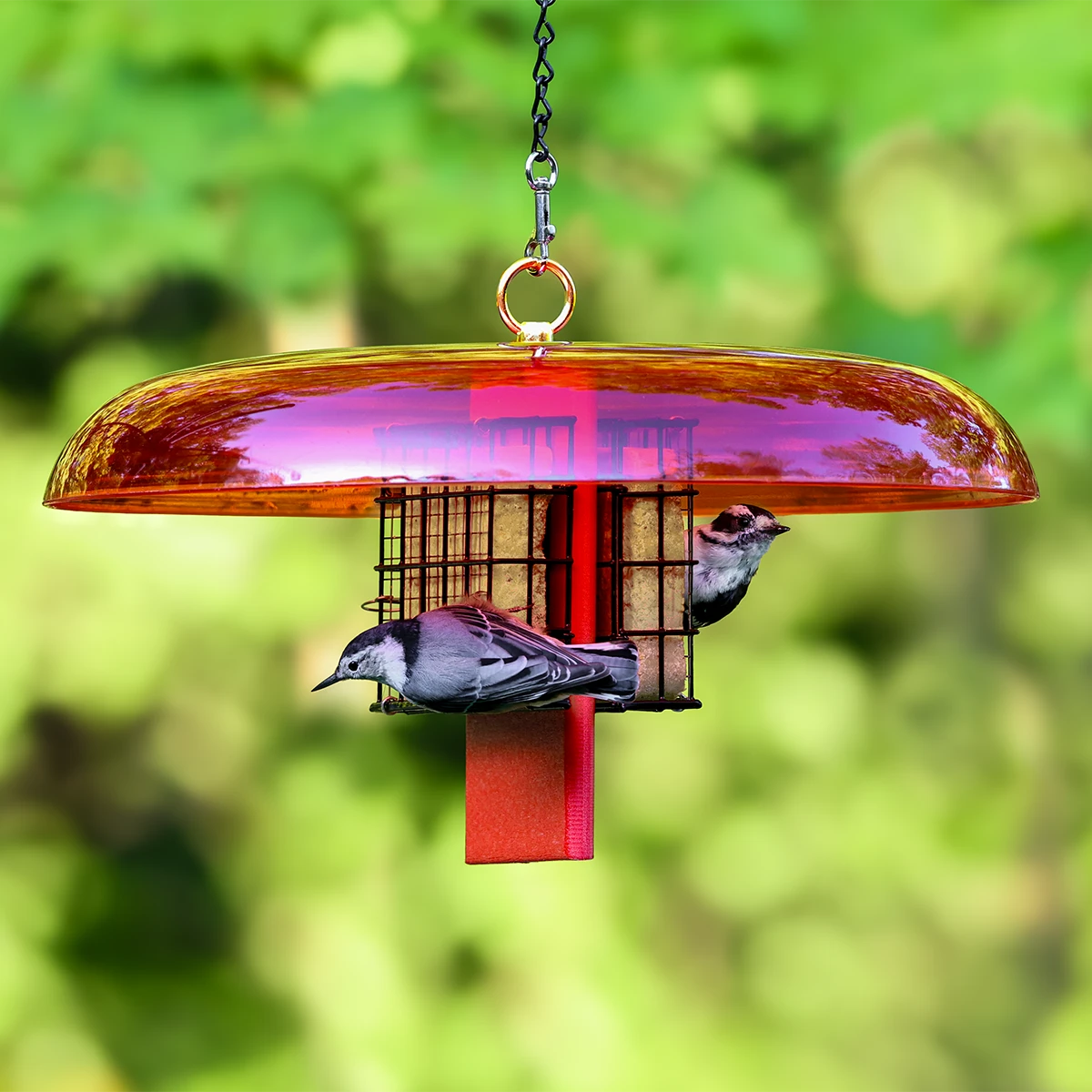 Duncraft Suet Shield™ Bird Feeder: Two songbirds feed on suet blocks in a wire cage under an orange rain guard, designed to deter squirrels and larger birds.