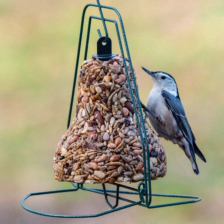 White-breasted nuthatch clinging to a Mr. Bird Seed Bell Hanger holding a seed bell.