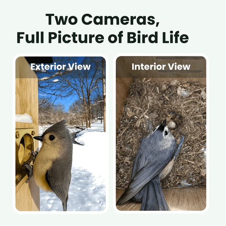 Two cameras showing exterior and interior views of a bird, with text 'Two Cameras, Full Picture of Bird Life'.