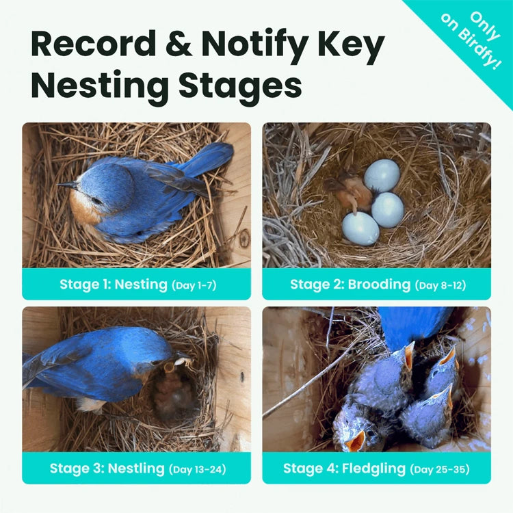 Stages of a bird's nesting process with text 'Record & Notify Key Nesting Stages' on Birdfy.