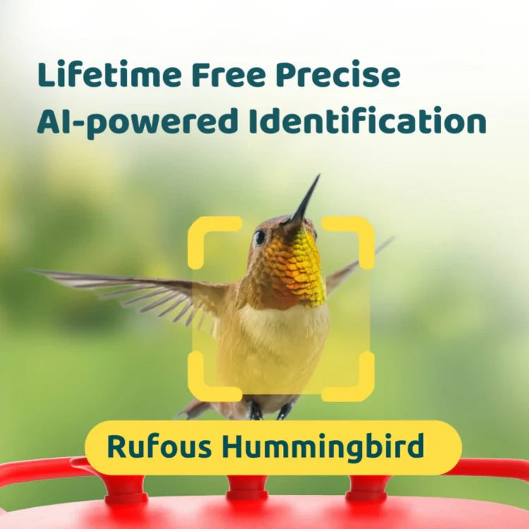 Rufous Hummingbird on a feeder with text about AI-powered identification