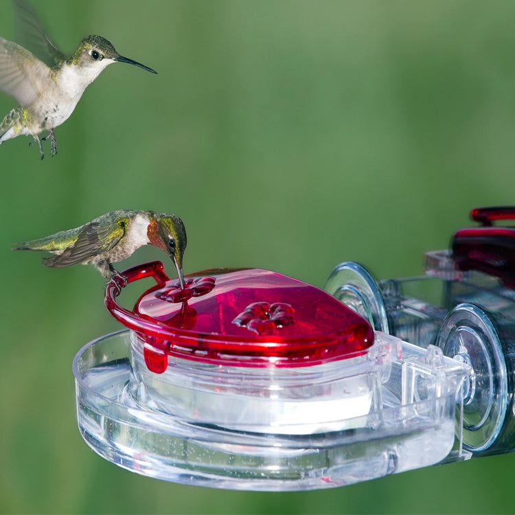 Gem Window Hummingbird Feeder with Ant Moat attached to a window, showing two hummingbirds feeding on red flower-shaped ports against a green background.