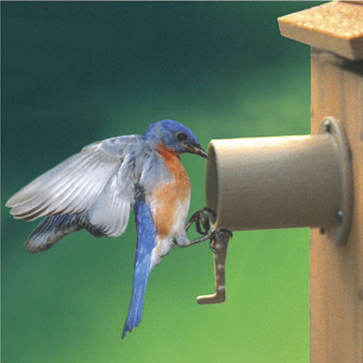Eastern Bluebird perched at a birdhouse entrance with the Screw Mount Birdhouse Guardian, protecting the nest from predators with its narrow, secure opening.