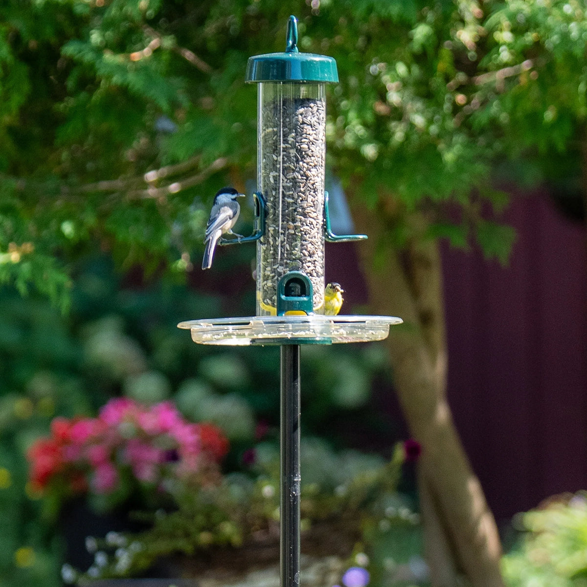 Brome Tube Solution 150 Podium Kit with birds on the feeder, showcasing its chew-proof design, Seed Tube Ventilation™, and detachable components for easy maintenance.