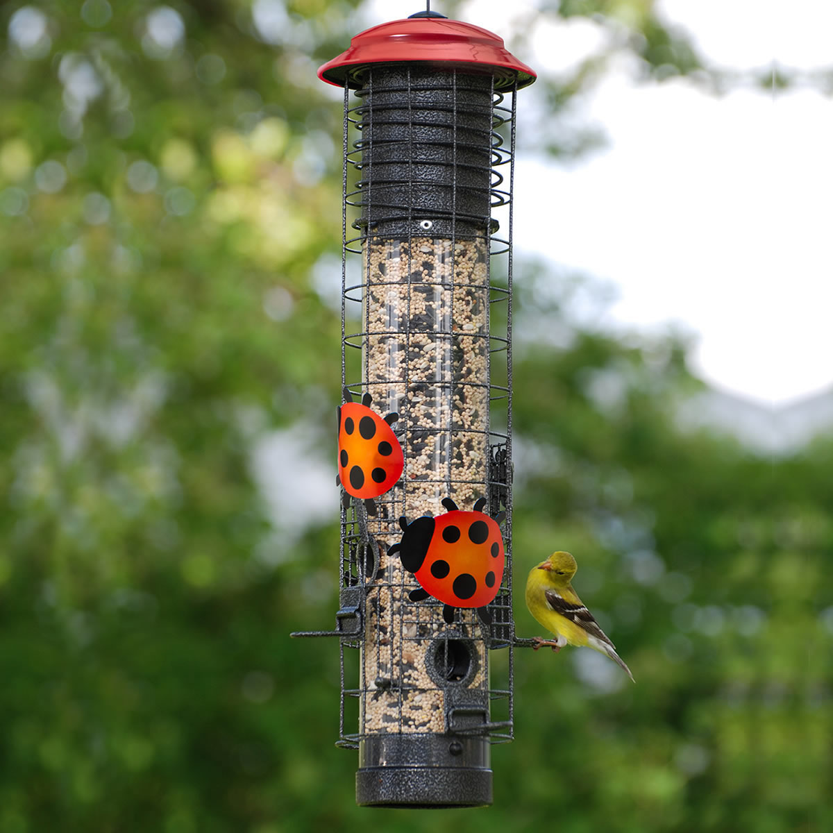 Ladybug Squirrel-Resistant Tube Feeder with a clear seed reservoir, red top, metal cage, and two ladybug decorations, attracting a perched goldfinch.
