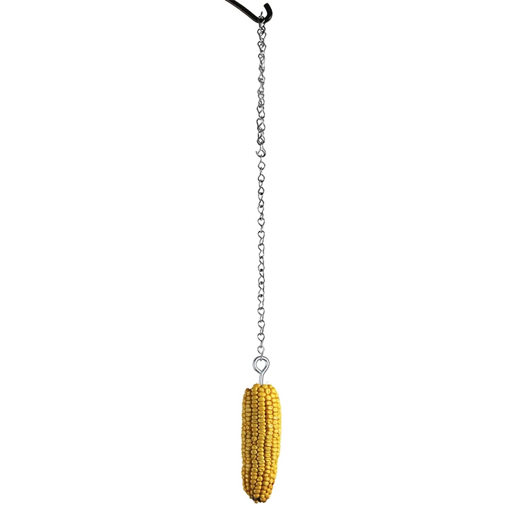 Whole ear of corn suspended from a hanging chain, providing a natural feeding station for squirrels and larger backyard birds.