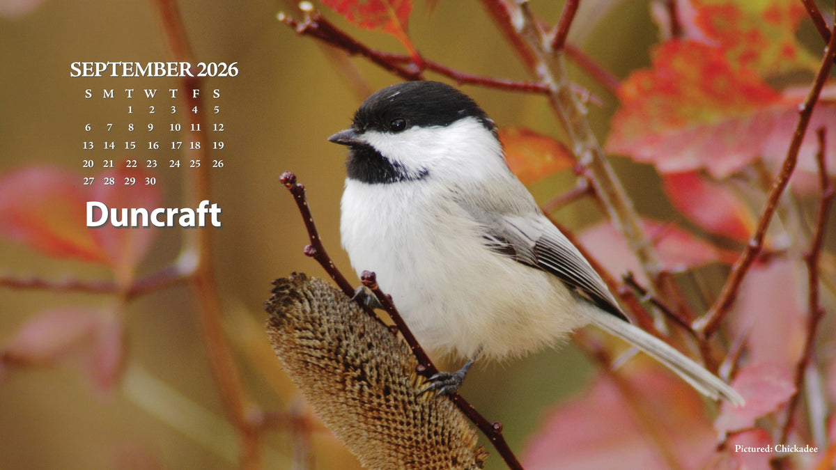 September desktop calendar Black-capped Chickadee perched among colorful autumn leaves.