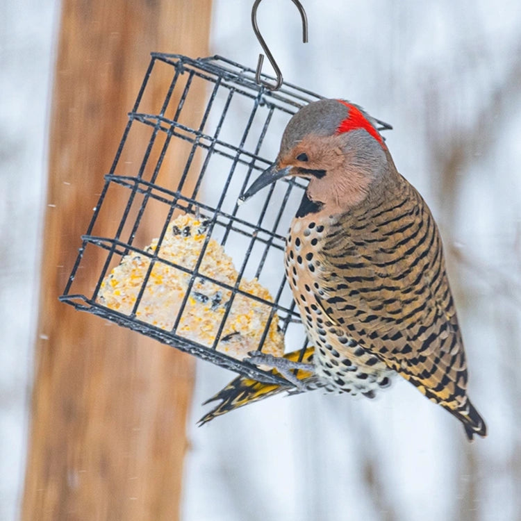 Black Metal Suet Cage Bird Feeder hangs with a Northern Flicker feeding on suet. Features durable steel construction and ample clinging space for birds.