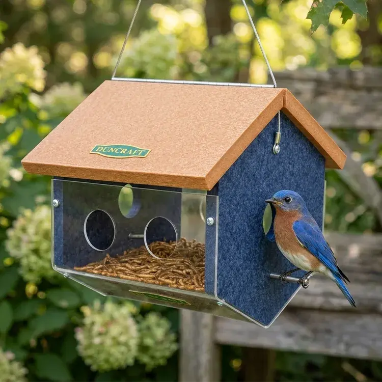 Eastern bluebird feeding from Duncraft EasyView mealworm feeder with clear viewing panel and hanging cable.
