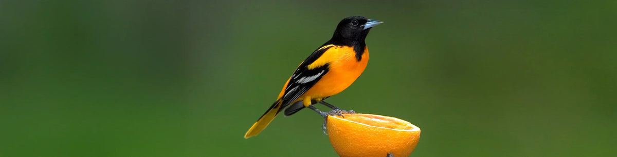 Balitmore Oriole perched on an orange with a green backgroud. 