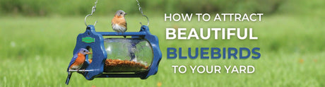 Eastern bluebird perched near a backyard bird feeder filled with mealworms in a garden setting
