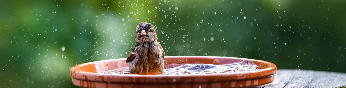 A small songbird fluffs its feathers while splashing in a terracotta dish, with water droplets scattered around in the air.