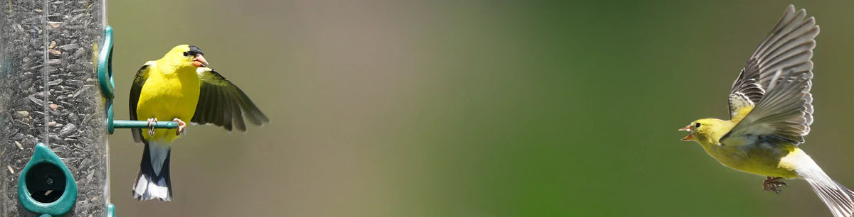 How to Keep Your Backyard Birds Happy All Summer Long