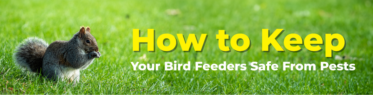 Gray squirrel on grass holding food, with bold text: How to Keep Your Bird Feeders Safe From Pests.