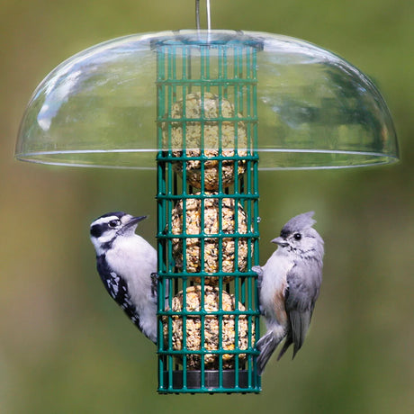Hanging suet-ball feeder with three suet balls, a Downy Woodpecker, and a Tufted Titmouse feeding, topped by a clear plastic dome.