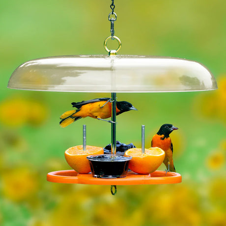 Hanging bird feeder with halved oranges and jelly, visited by two orange-black songbirds. Clear rain cover above.