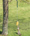 Squirrel eating corn from tree on Bungee Jumping for Squirrels feeder, featuring a bell and space for two ears of corn.