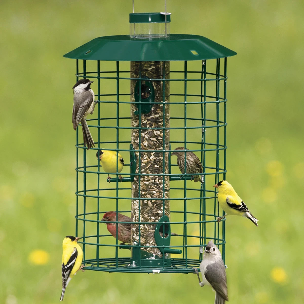 Duncraft Squirrel Proof Selective: Green wire-caged tube feeder with mixed seeds, attracting six songbirds, including goldfinches and a Chickadee, feeding through six ports.