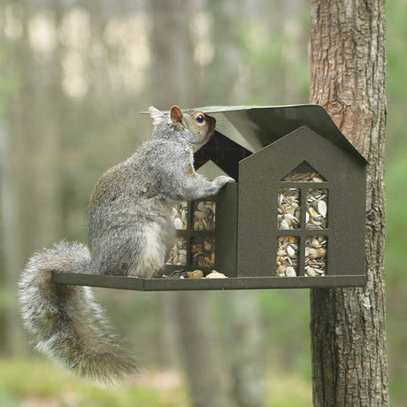 Squirrel Feeders & Houses