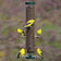 Duncraft Classic Nyjer® Tube Feeder attracting multiple yellow birds, featuring eight feeding ports and holding up to 1.5 lbs of Nyjer® seed.
