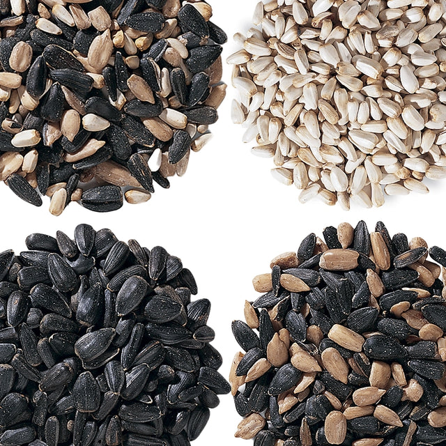 Four different types of seeds arranged in a grid on a white background.