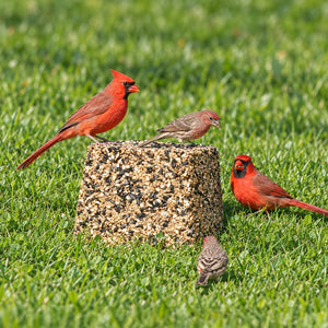 Duncraft Premium Jumbo Block on green grass, attracting various birds including a northern cardinal, ideal for ground feeding with fewer refills.
